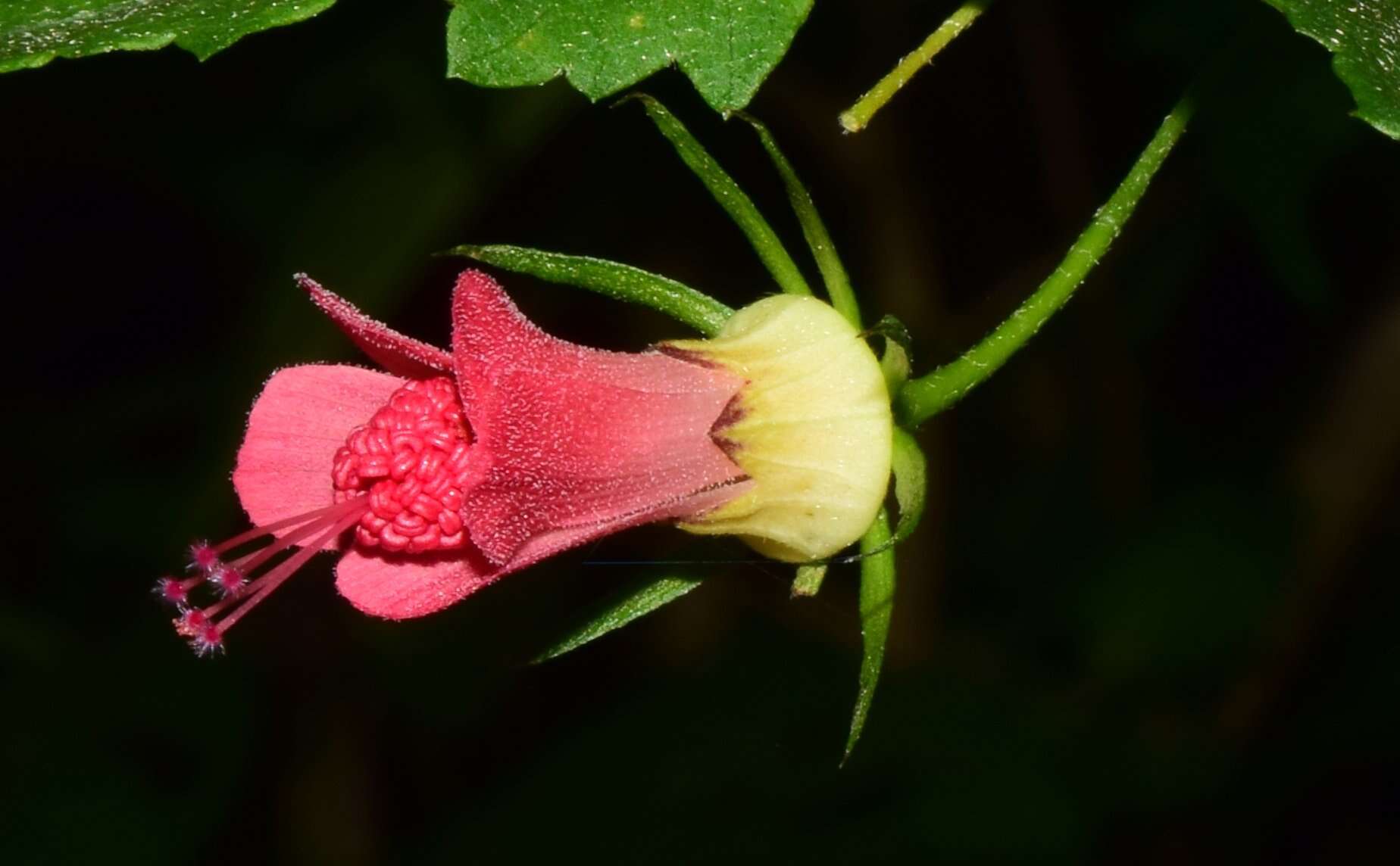 Image of Hibiscus colimensis P. A. Fryxell
