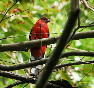 Image of Red-headed Trogon