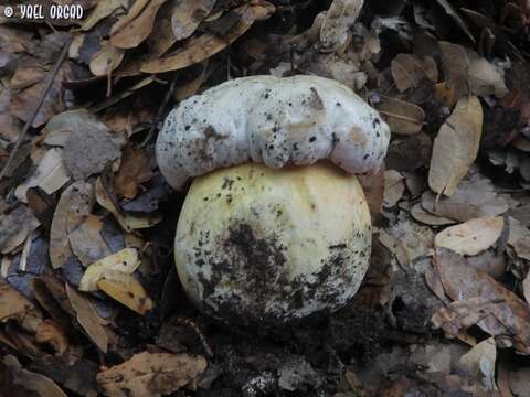 Image of Suillellus pulchrotinctus (Alessio) Blanco-Dios 2015