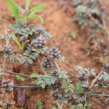 Plancia ëd Indigofera linnaei Ali