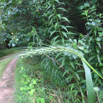 Image of River-Bank Wild Rye