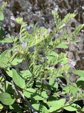 Image de Draperia systyla (A. Gray) Torr.