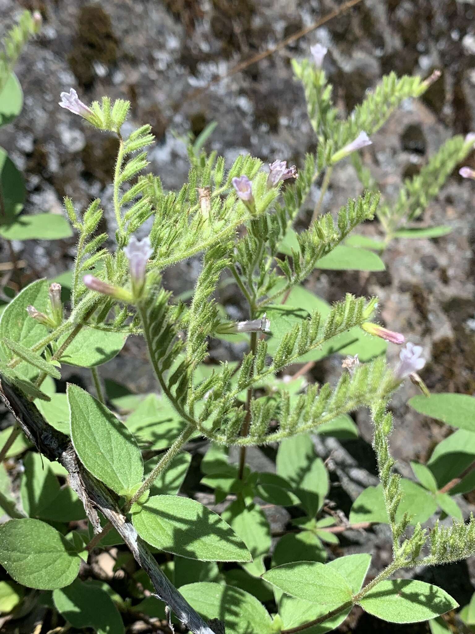 Plancia ëd Draperia systyla (A. Gray) Torr.