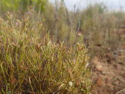 Image de Elytropappus adpressus Harv.