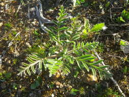 Image of Pelargonium auritum subsp. auritum