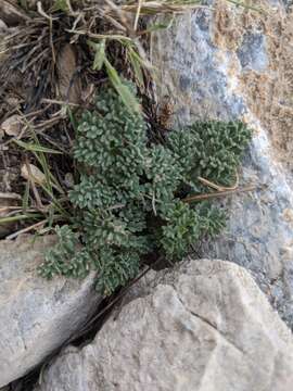 Image of gray springparsley