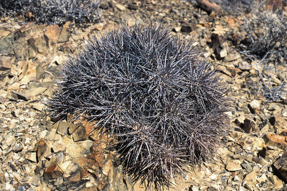 Image of Echinocereus maritimus (M. E. Jones) K. Schum.