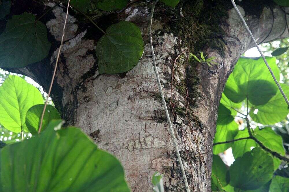 Image of Gordonia fruticosa (Schrader) H. Keng