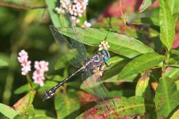 Image of Olive Clubtail