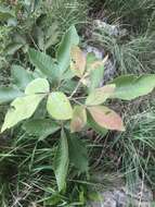 Image of Searsia tumulicola var. meeuseana (R. Fern. & A. Fern.) Moffett