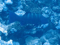 Image of Leopard Grouper