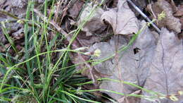 Image of Longstalk sedge