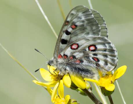 Image of Parnassius tianschanicus Oberthür 1879