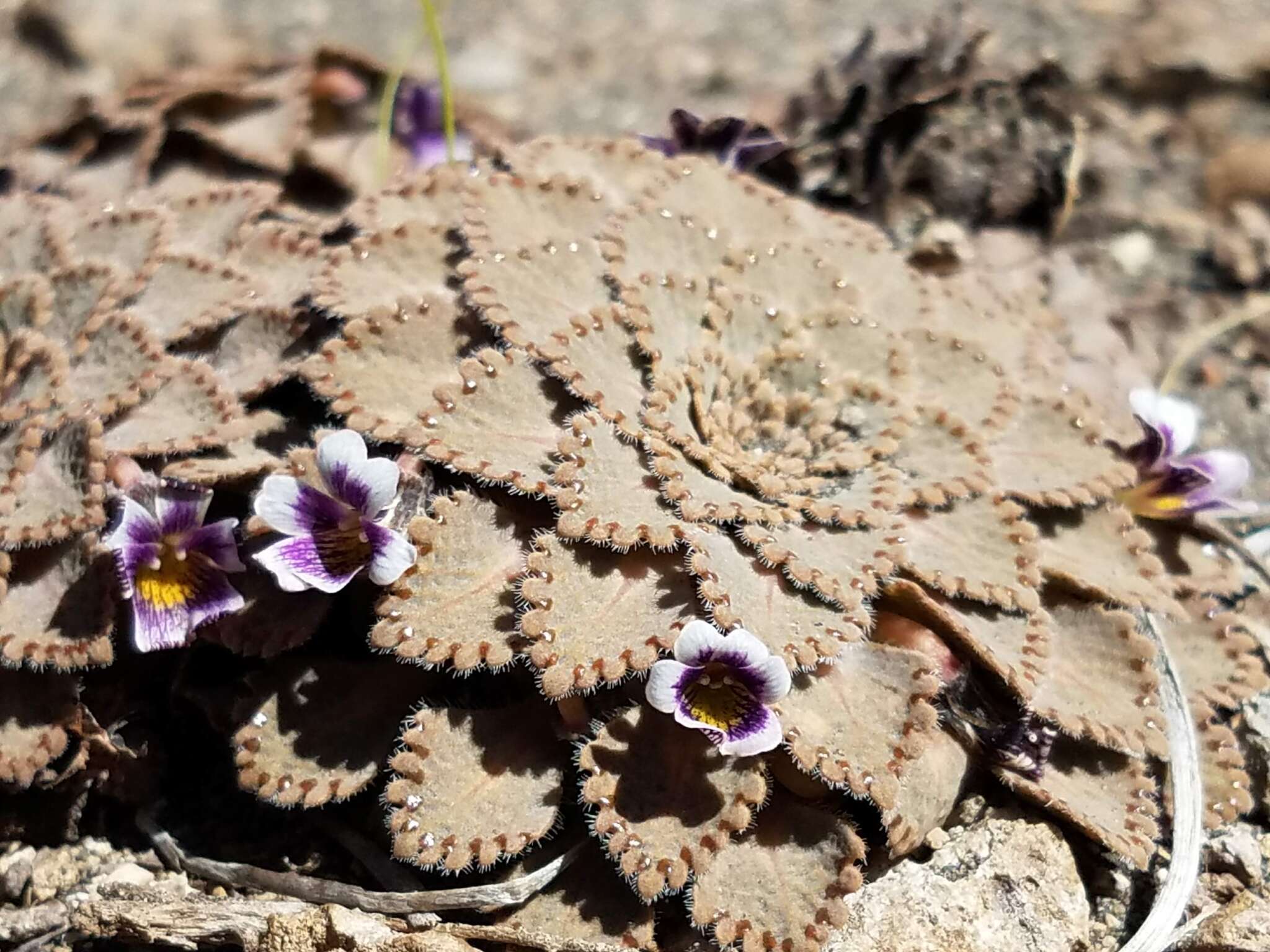 Image of Viola congesta Gillies ex Hook. & Arn.