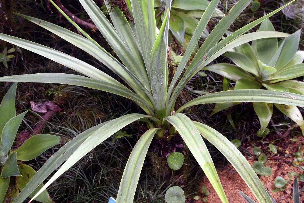 Image of hesperoyucca