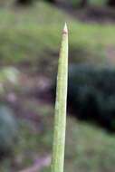 Image of African bowstring hemp