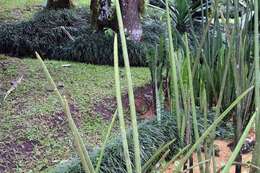 Image of African bowstring hemp