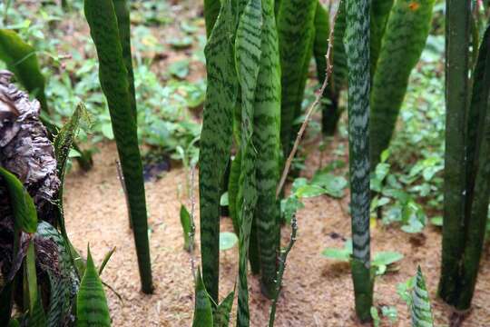 Image of viper's bowstring hemp