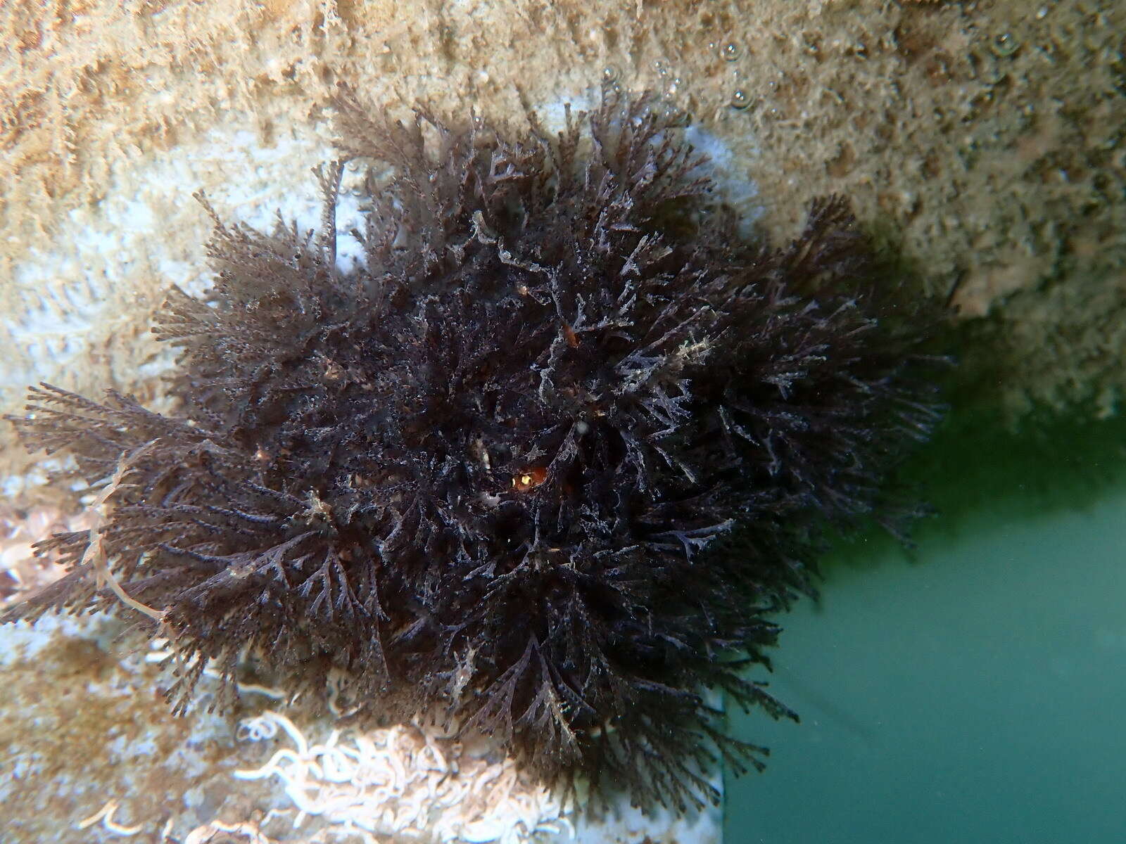 Image of Brown bryozoan