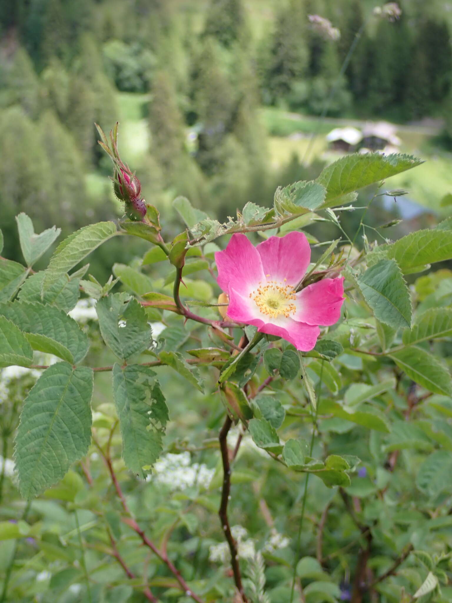 Image of Rosa montana Chaix