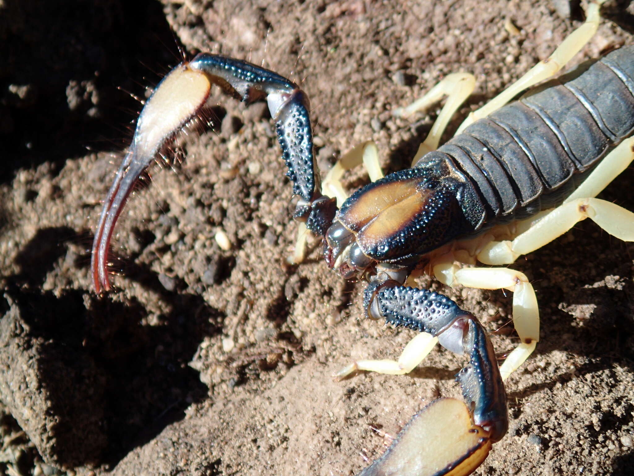 Opistophthalmus pallipes C. L. Koch 1842 resmi