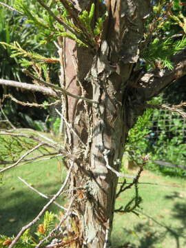 Juniperus bermudiana L. resmi