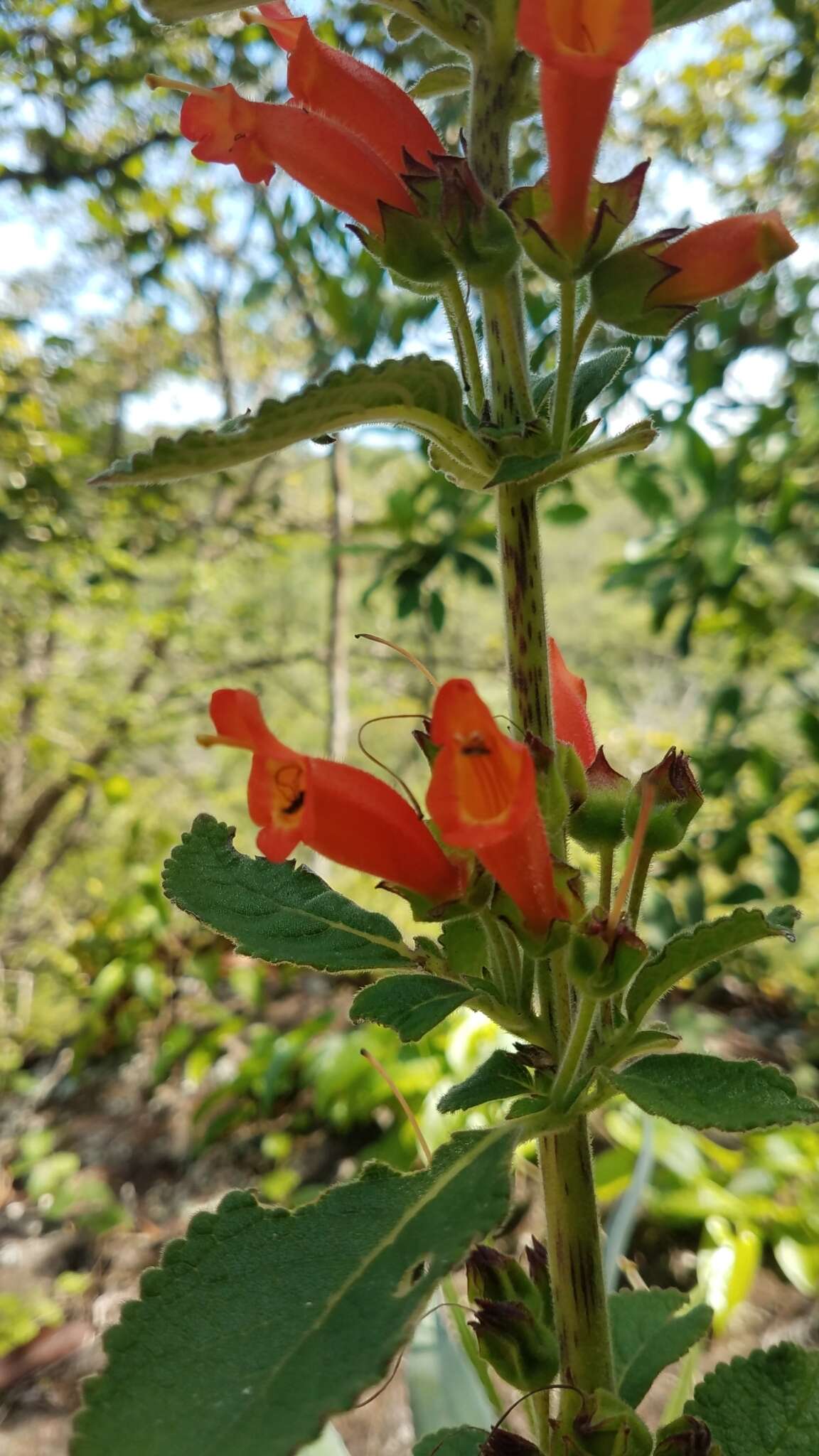 Image of Sinningia incarnata (Aubl.) Denham