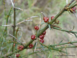 Adolphia infesta (Kunth) Meissn. resmi