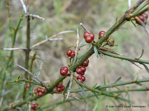 Adolphia infesta (Kunth) Meissn. resmi