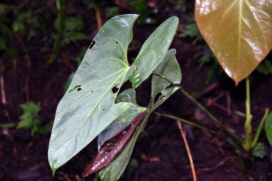 Anthurium andraeanum Linden ex André resmi