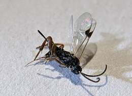 Image of Parasitoid wasp