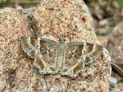 Image of Arizona Powdered-Skipper