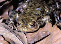 Image of Common Toad