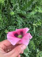 Image of opium poppy