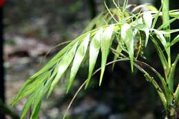 Image of parlor palm