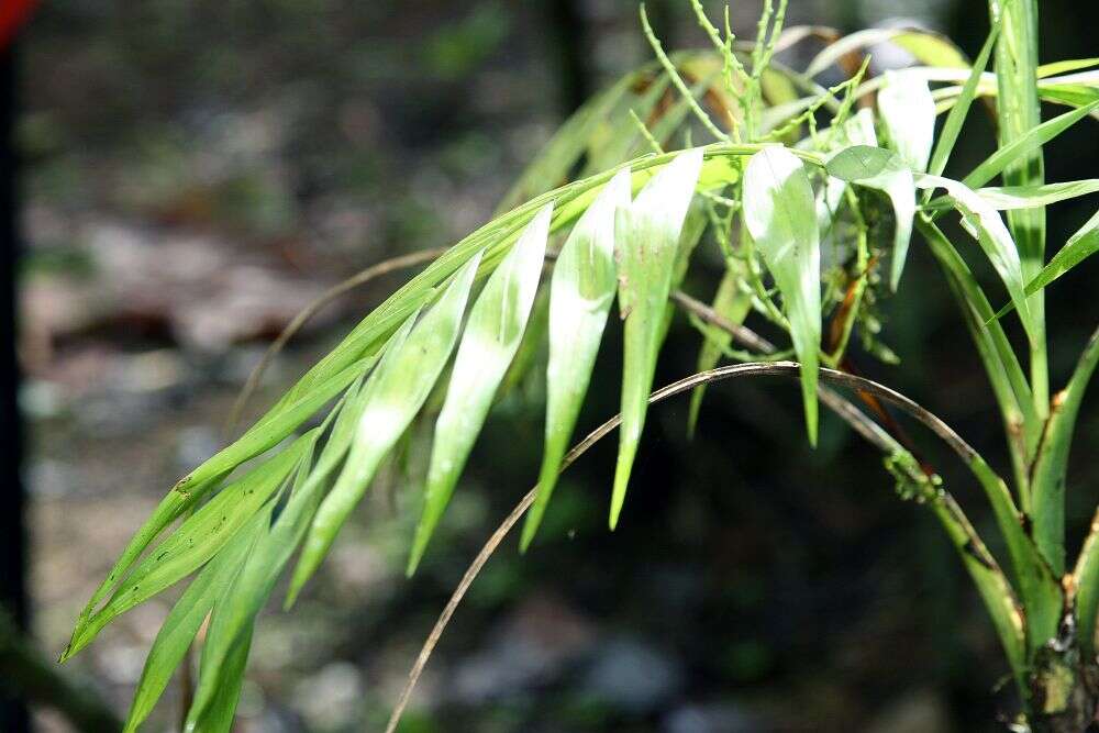 Image of parlor palm