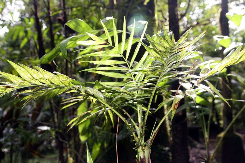 Image of parlor palm