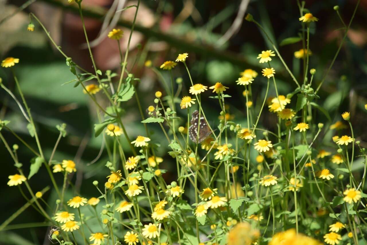 Perityle cuneata Brandeg. resmi