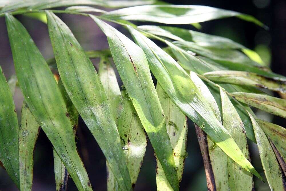 Image of parlor palm