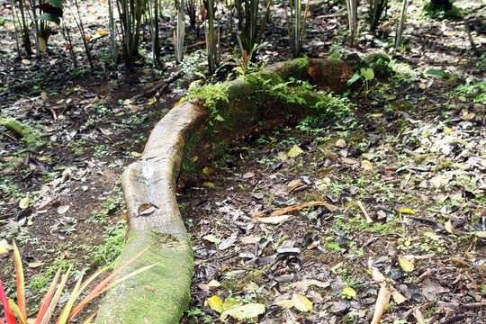 Image of Ficus dammaropsis Diels