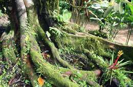 Image de Ficus dammaropsis Diels