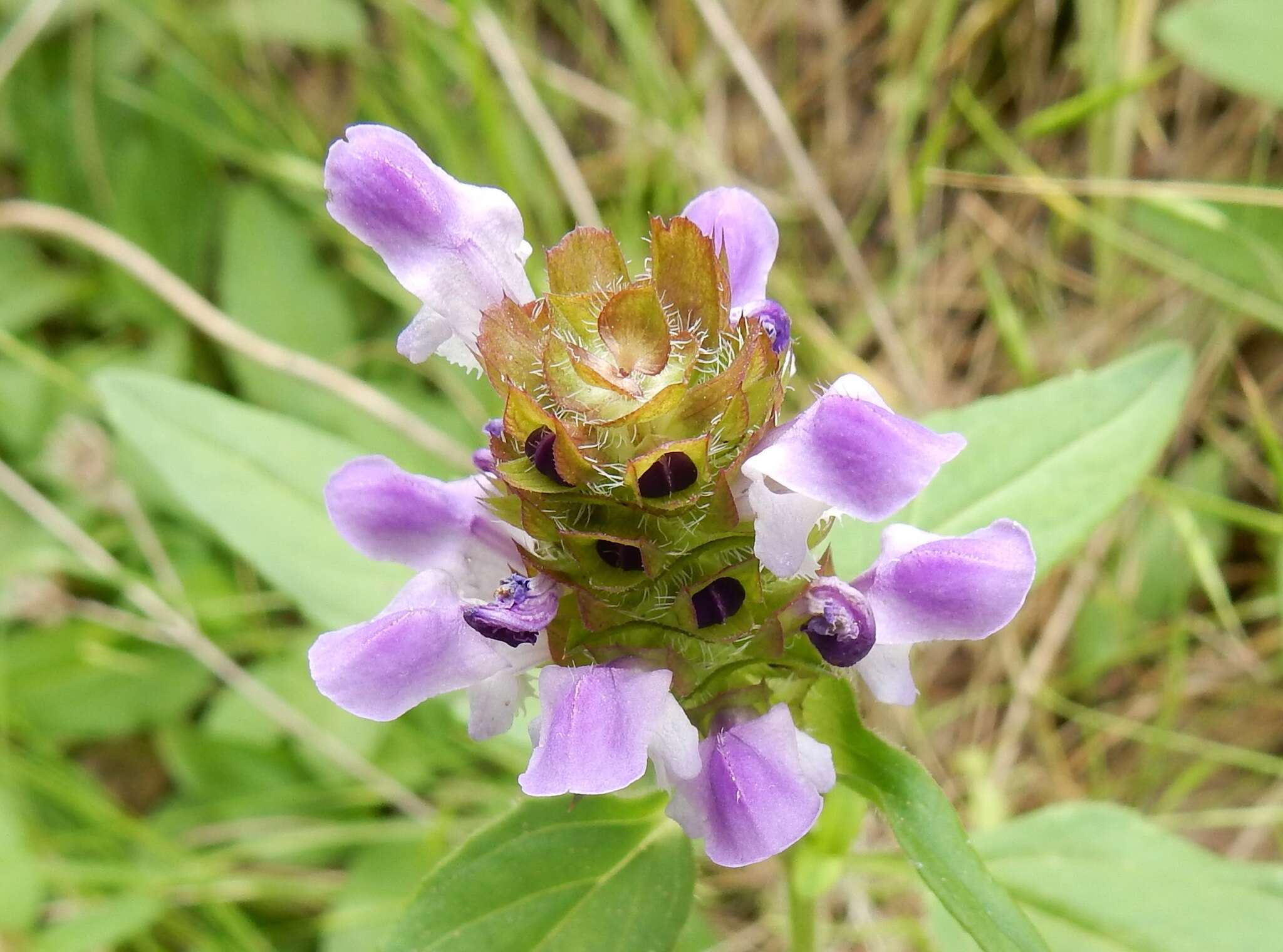 Image of lance selfheal