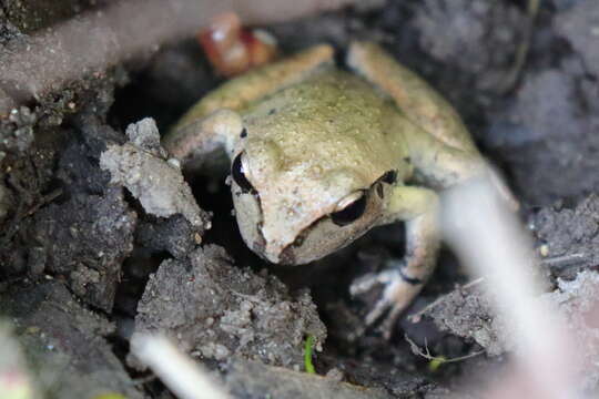 Image of Lesueur's frog