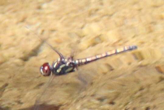 Слика од Trithemis lilacina Förster 1899