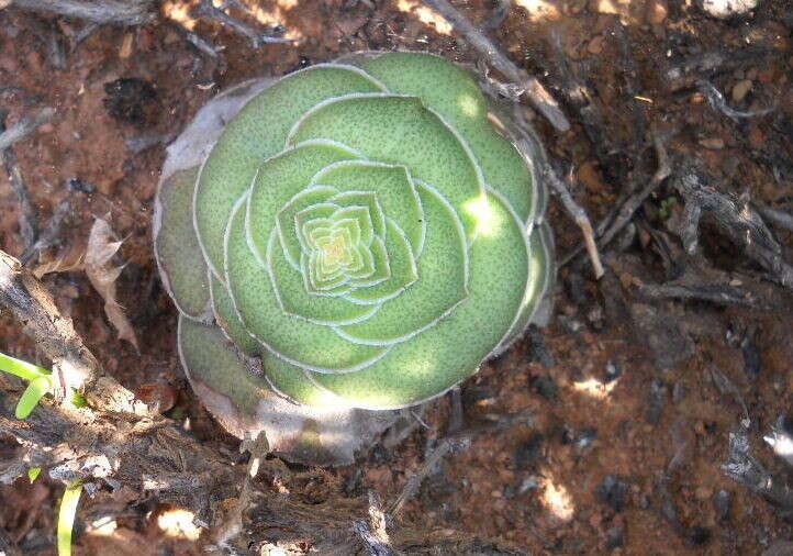 Crassula hemisphaerica Thunb. resmi