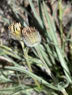 Image de Erigeron eatonii var. nevadincola (S. F. Blake) G. L. Nesom