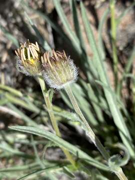 Image de Erigeron eatonii var. nevadincola (S. F. Blake) G. L. Nesom