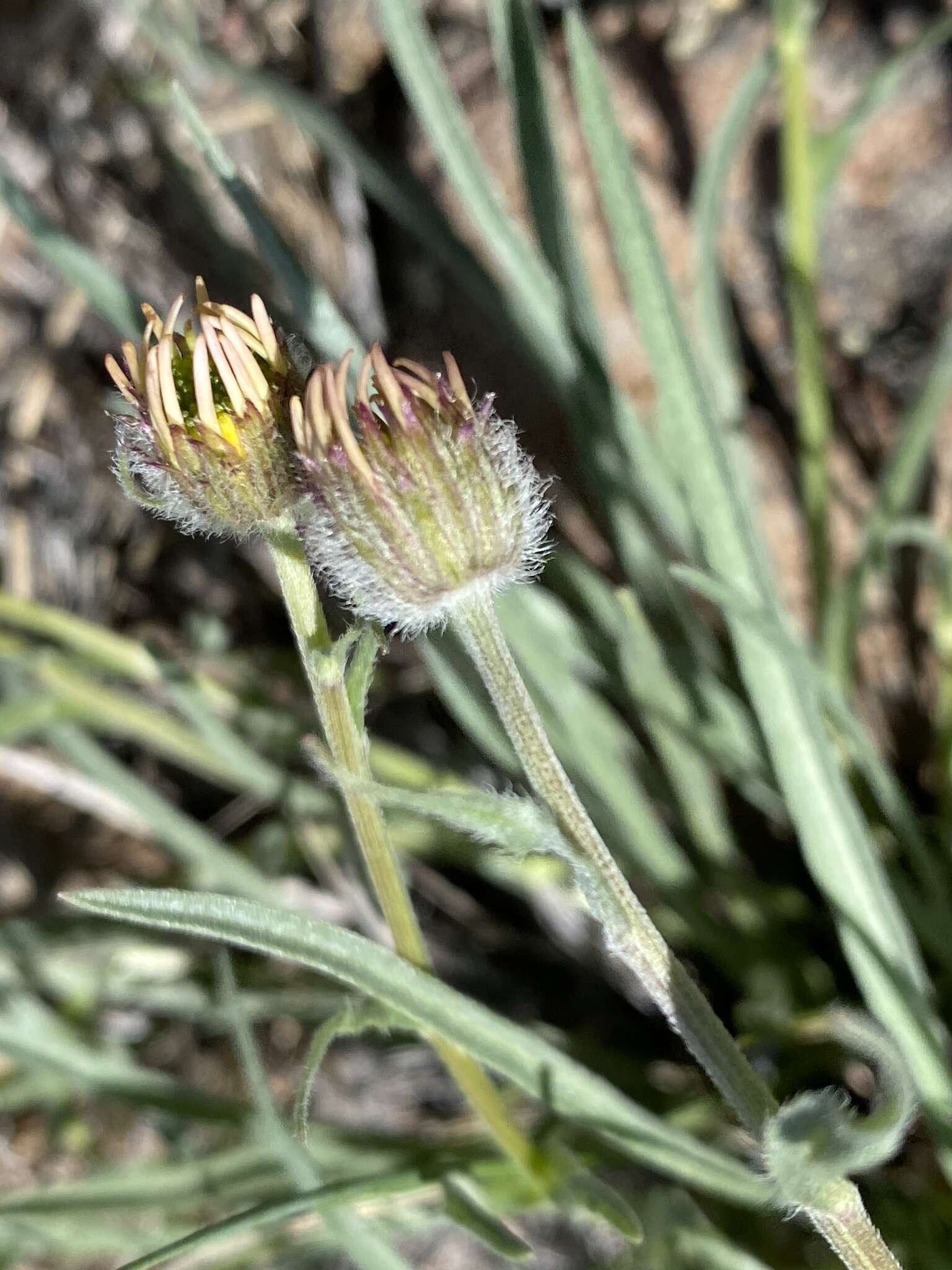 Image de Erigeron eatonii var. nevadincola (S. F. Blake) G. L. Nesom