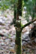 Imagem de Erythroxylum macrophyllum Cav.