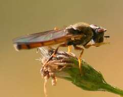 Image of Platycheirus quadratus (Say 1823)